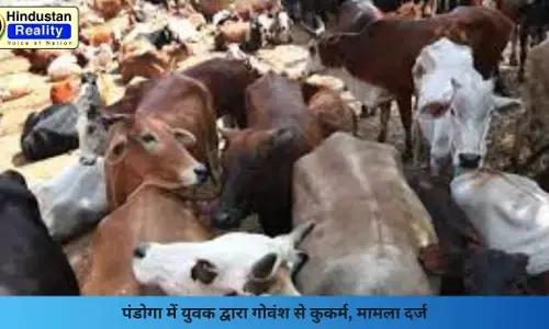 Una News: पंडोगा में युवक द्वारा गोवंश से कुकर्म, मामला दर्ज